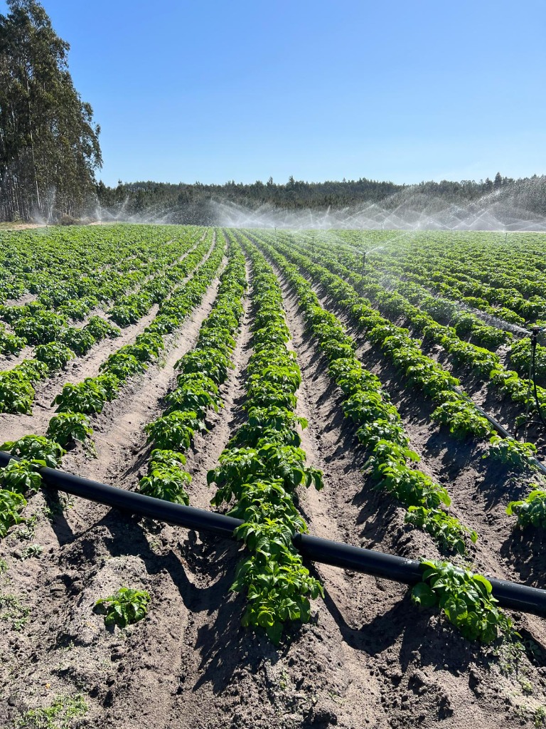 Campo de Cultivo Horto Galeão